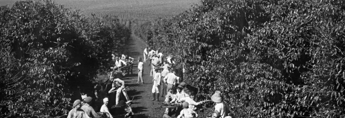 História do Brasil: O Império e o Café História do Brasil: O Império e o Café