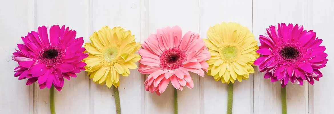 Terapia Florais de Bach Terapia Florais de Bach